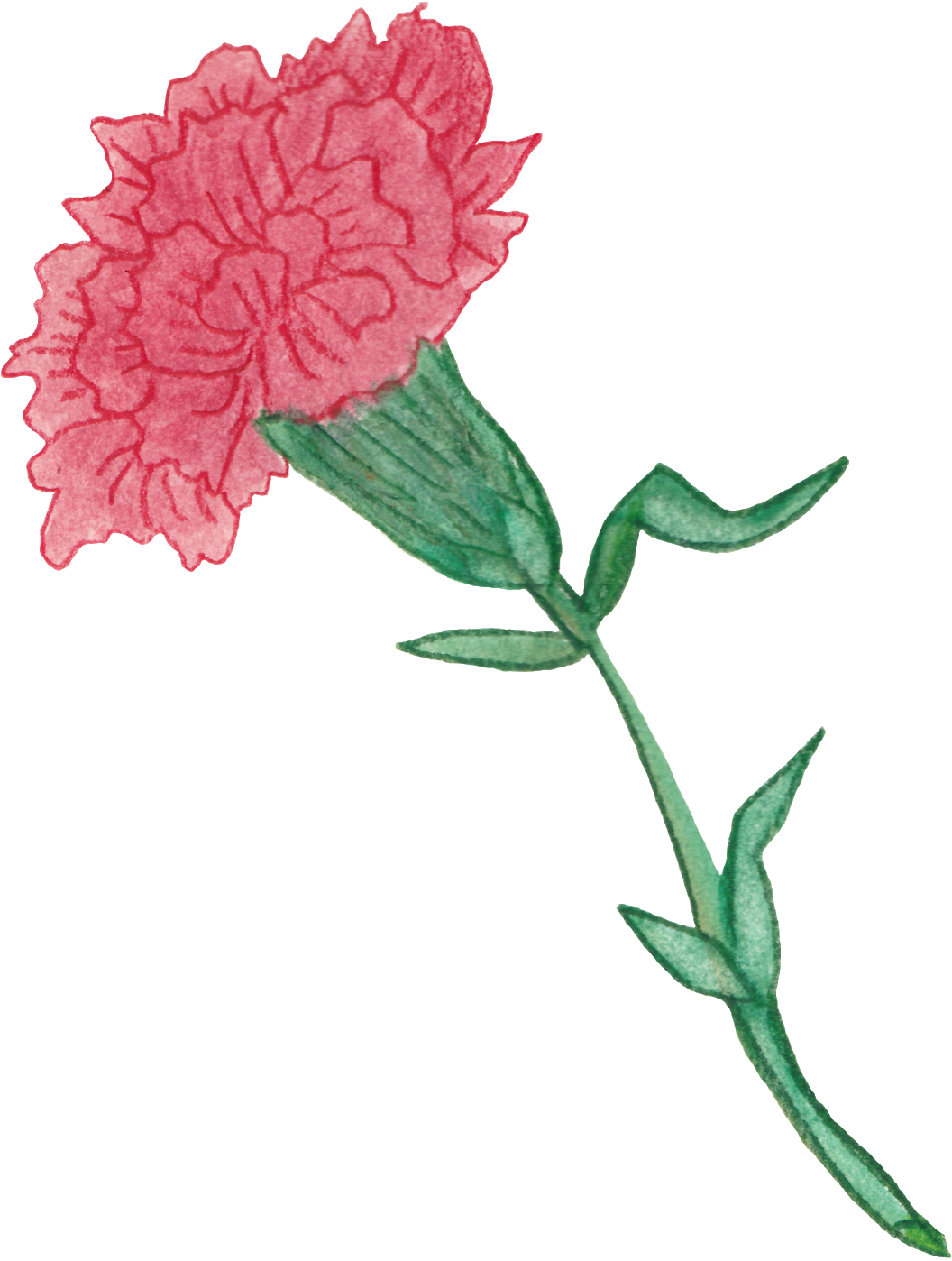 This Carnation Started With Watercolor And Then Finished - Drawing (1307x1600), Png Download
