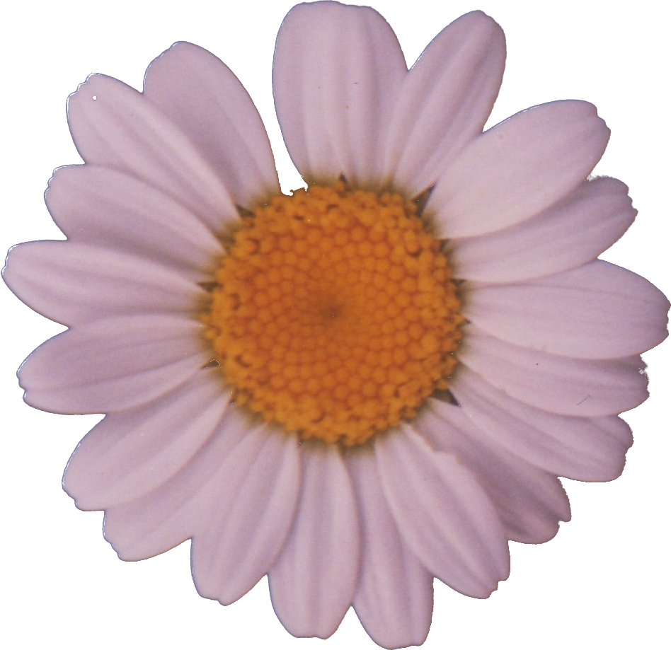 File - Daisy - Daisy Png (948x919), Png Download