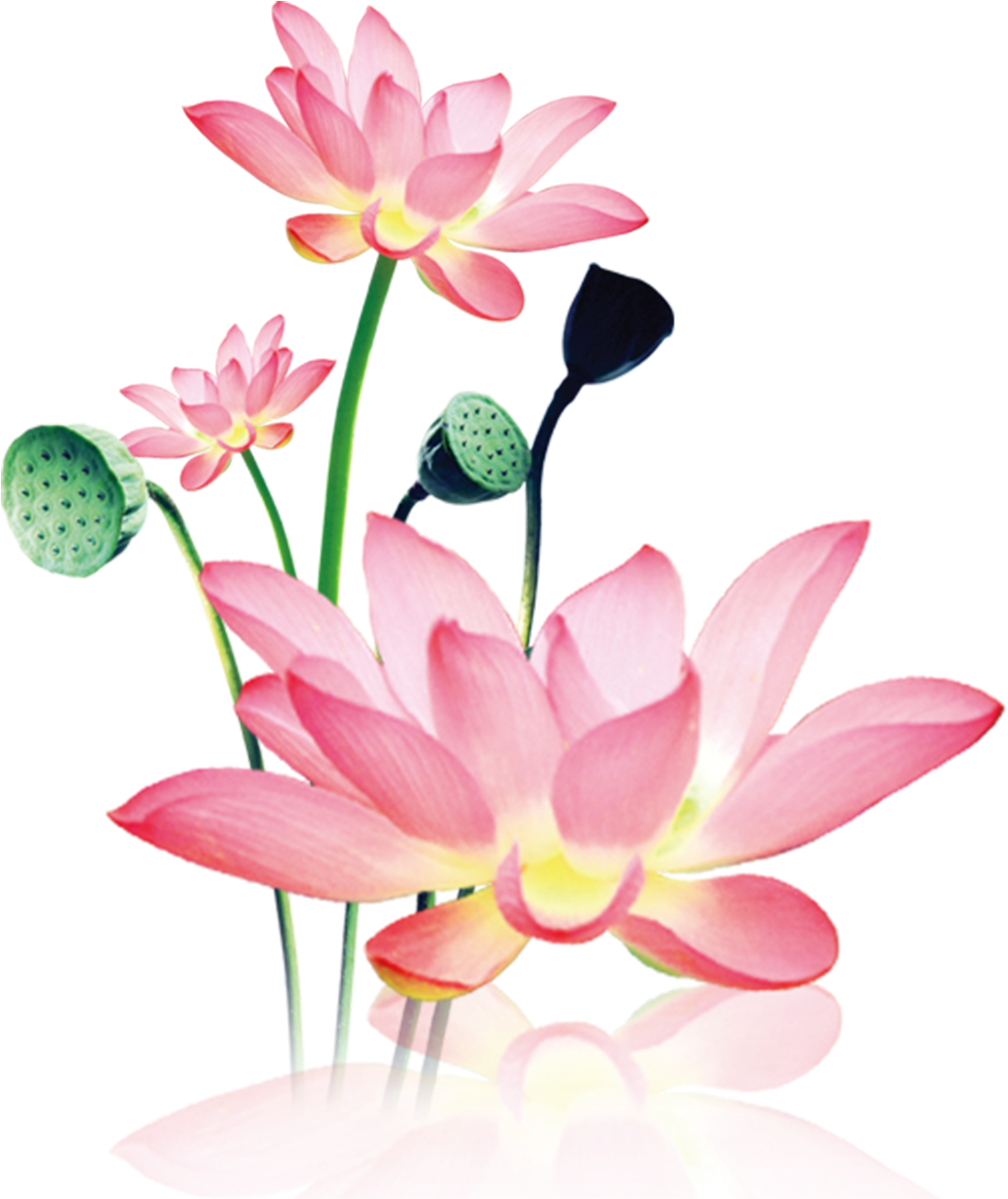 This Product Design Is Hand Painted Watercolor Lotus - Sacred Lotus (2611x2861), Png Download