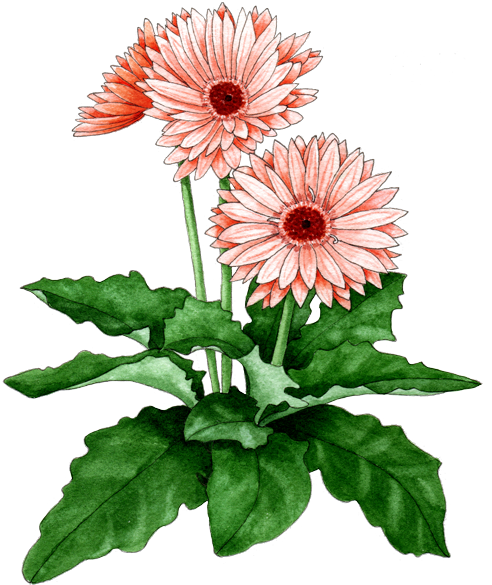Gerbera Daisy - Chrysanthemum (500x610), Png Download