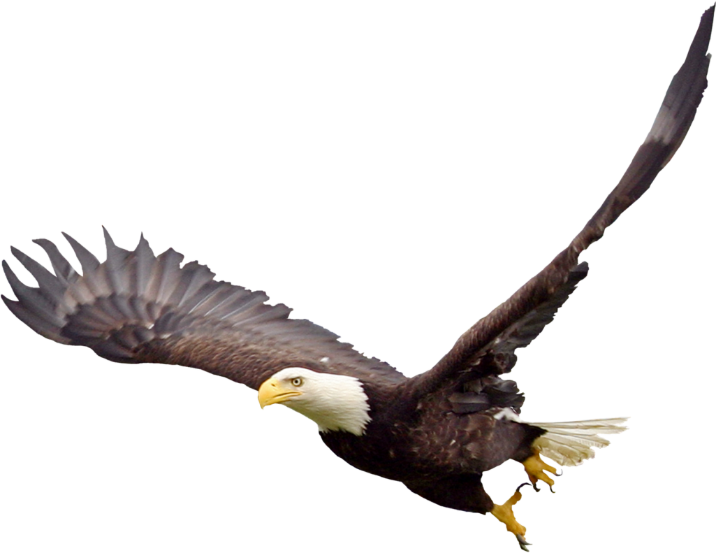 Soaring Eagle Png File - Bald Eagle Transparent Background (1024x1024), Png Download