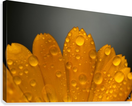 Close Up Of Water Droplets On Orange Flower Petals - Posterazzi Close Up Of Water Droplets On Orange Flower (429x344), Png Download