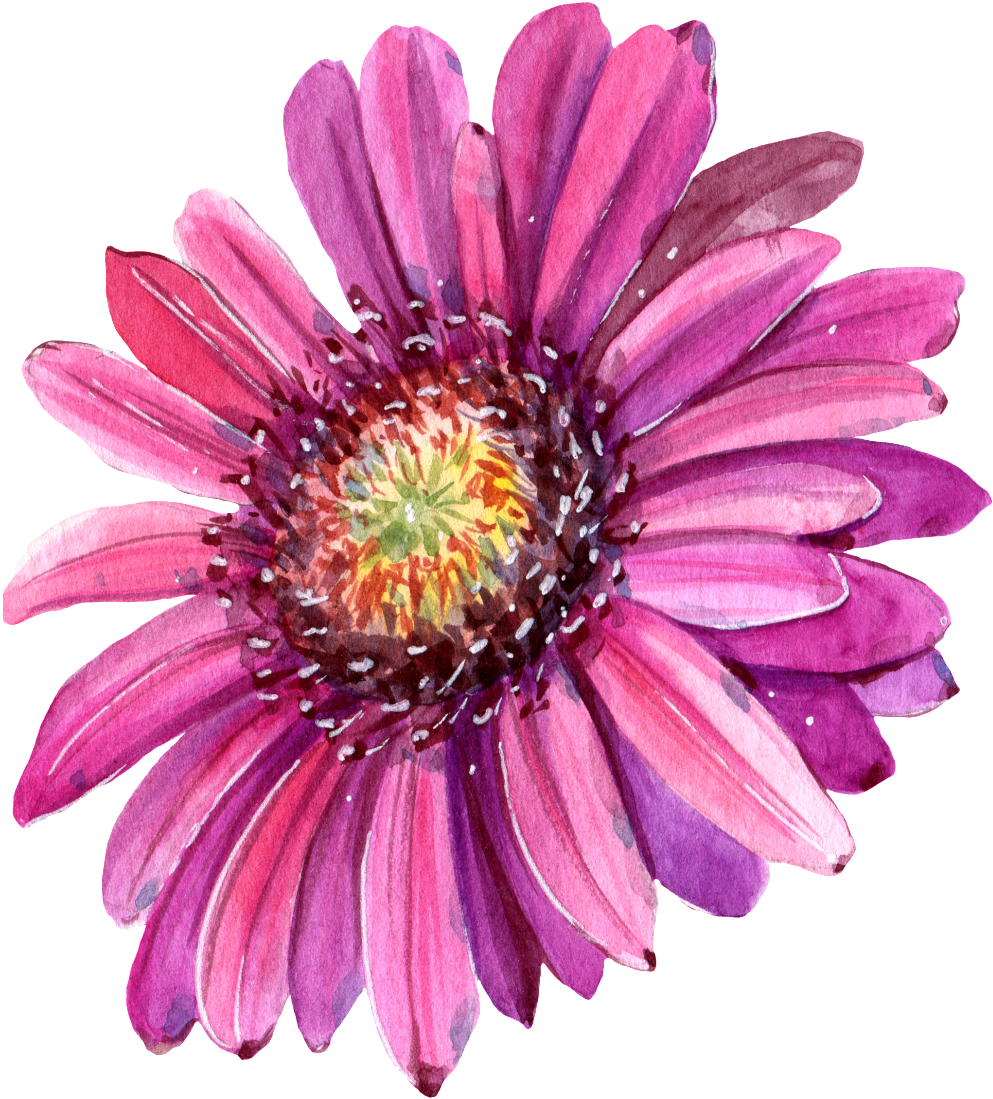 This Graphics Is Hand Painted Red Chrysanthemum Png - Flower (1024x1125), Png Download