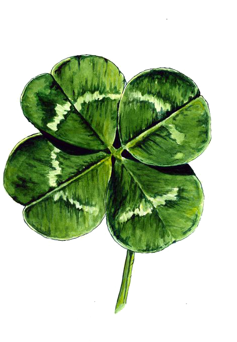 White Clover Four-leaf Clover Watercolor Painting Drawing - Four Leaf Clover Drawing (564x705), Png Download