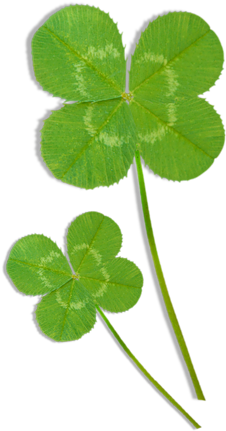 Clover Clipart, 4 Leaves, Four Leaf Clover, Watercolor - Clip Art (325x500), Png Download