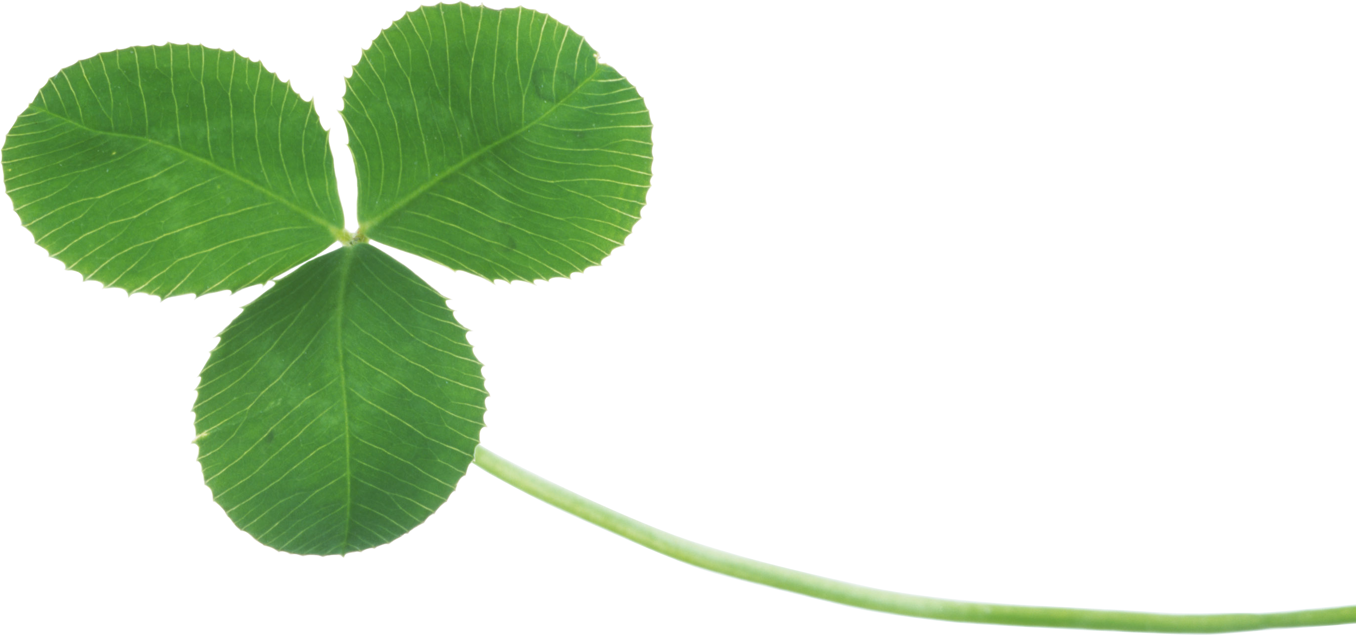 Clover Png In High Resolution - Real Clover Png (2731x1280), Png Download