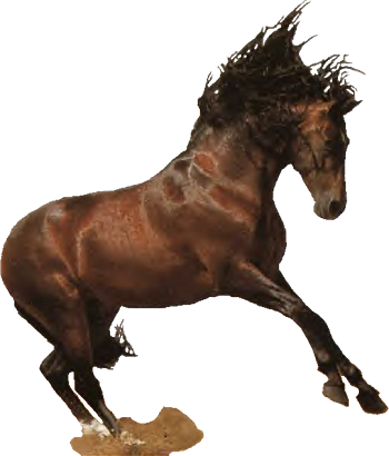 Western Horse Png Jpg Black And White Library - Horse Western Png (350x410), Png Download