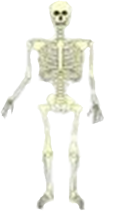 Skeleton (800x600), Png Download