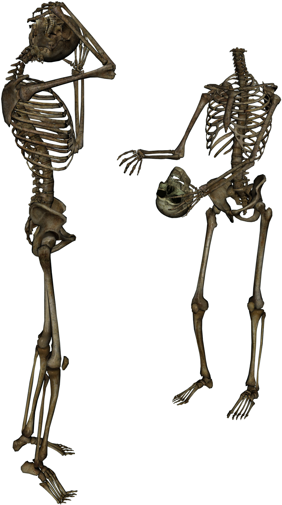 Png On Your Request - Skeletons Png (1380x1600), Png Download