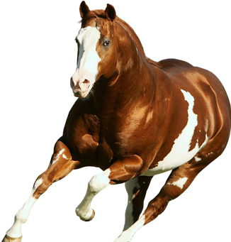 Equine South Africa - American Paint Horse Stallion (350x350), Png Download