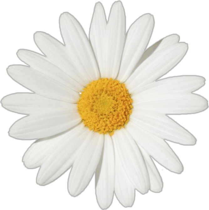 Falling Daisy Png - Daisy Flower White Background (500x500), Png Download