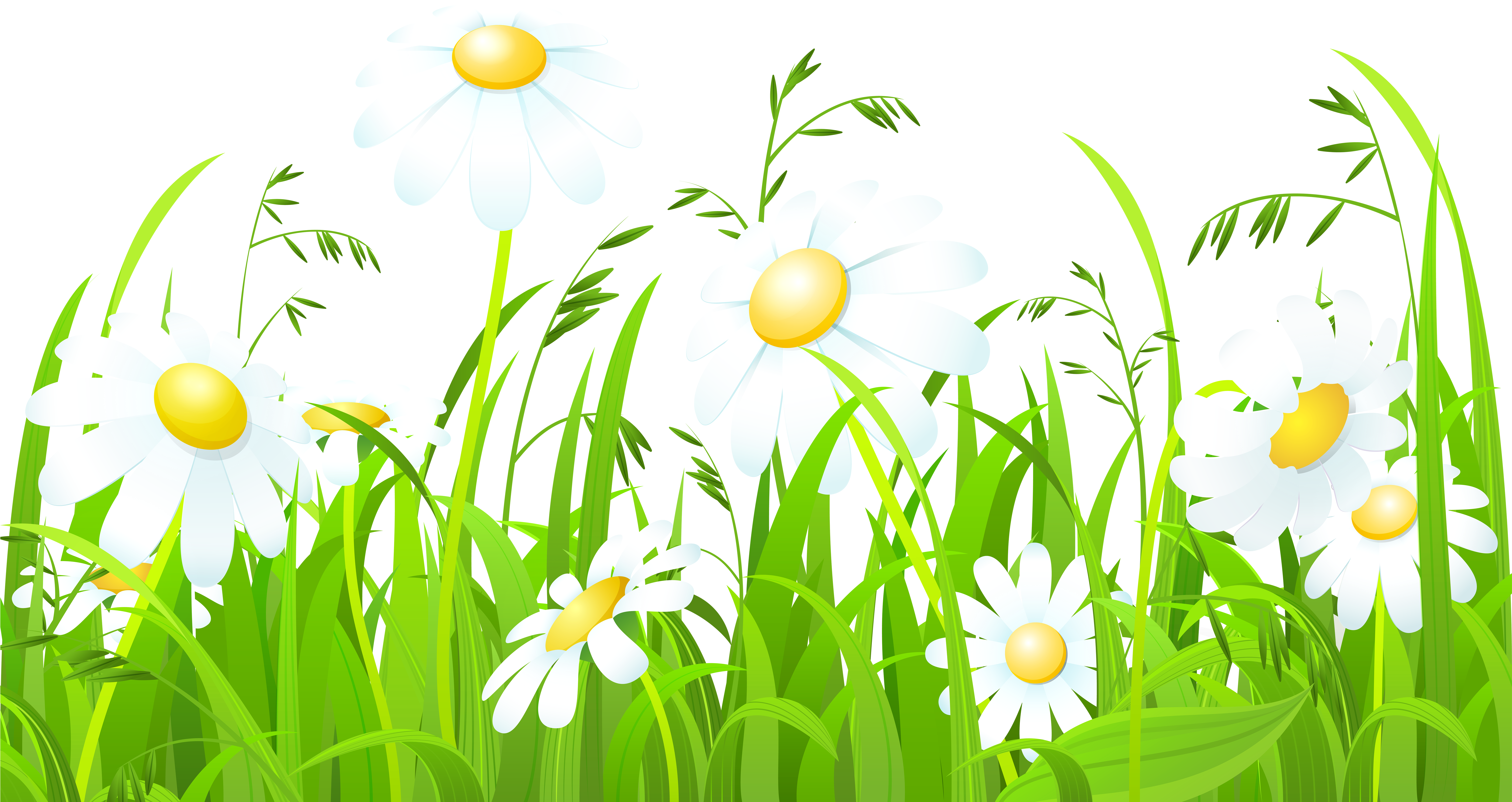 Daisy Clipart Gress - Grrass White Flowers Hd (8000x4525), Png Download