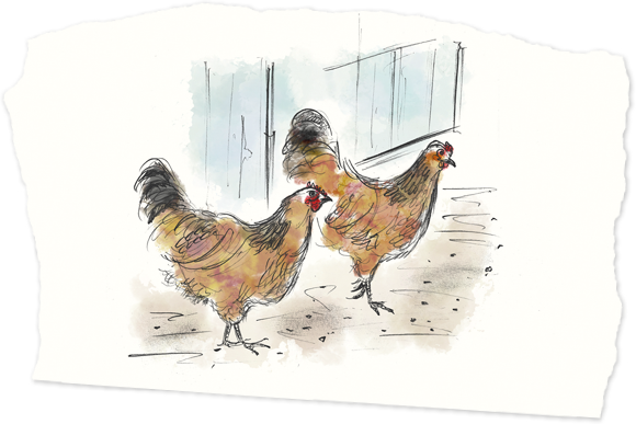 In The Last Remaining Corner, You Will Need A Chicken - Rooster (580x387), Png Download