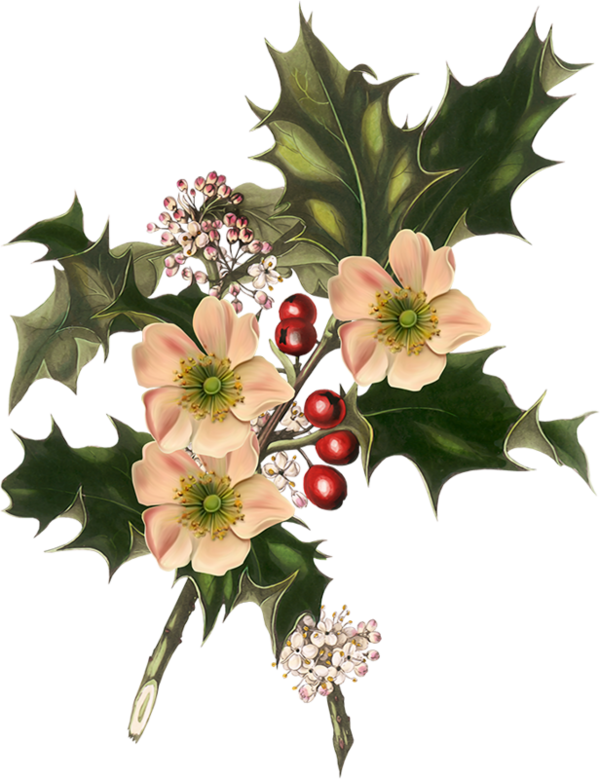 Ноэль Трубы / Цветы, Омела, Короны - Giclee Painting: Holly And White Flowers, 1849, 24x18in. (600x779), Png Download