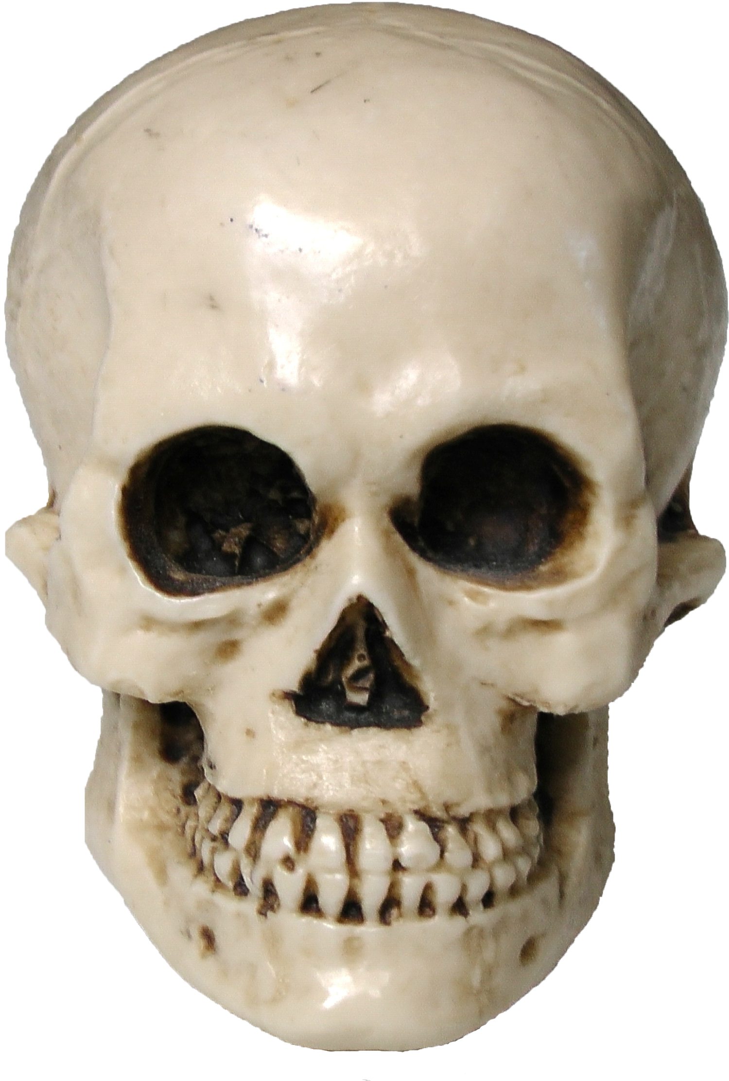 Free Skull Image - Skull (1500x2225), Png Download