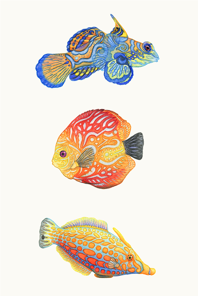 Download Three Colorful Fish, In Watercolor And Watercolor Pencil Watercolor Painting Full