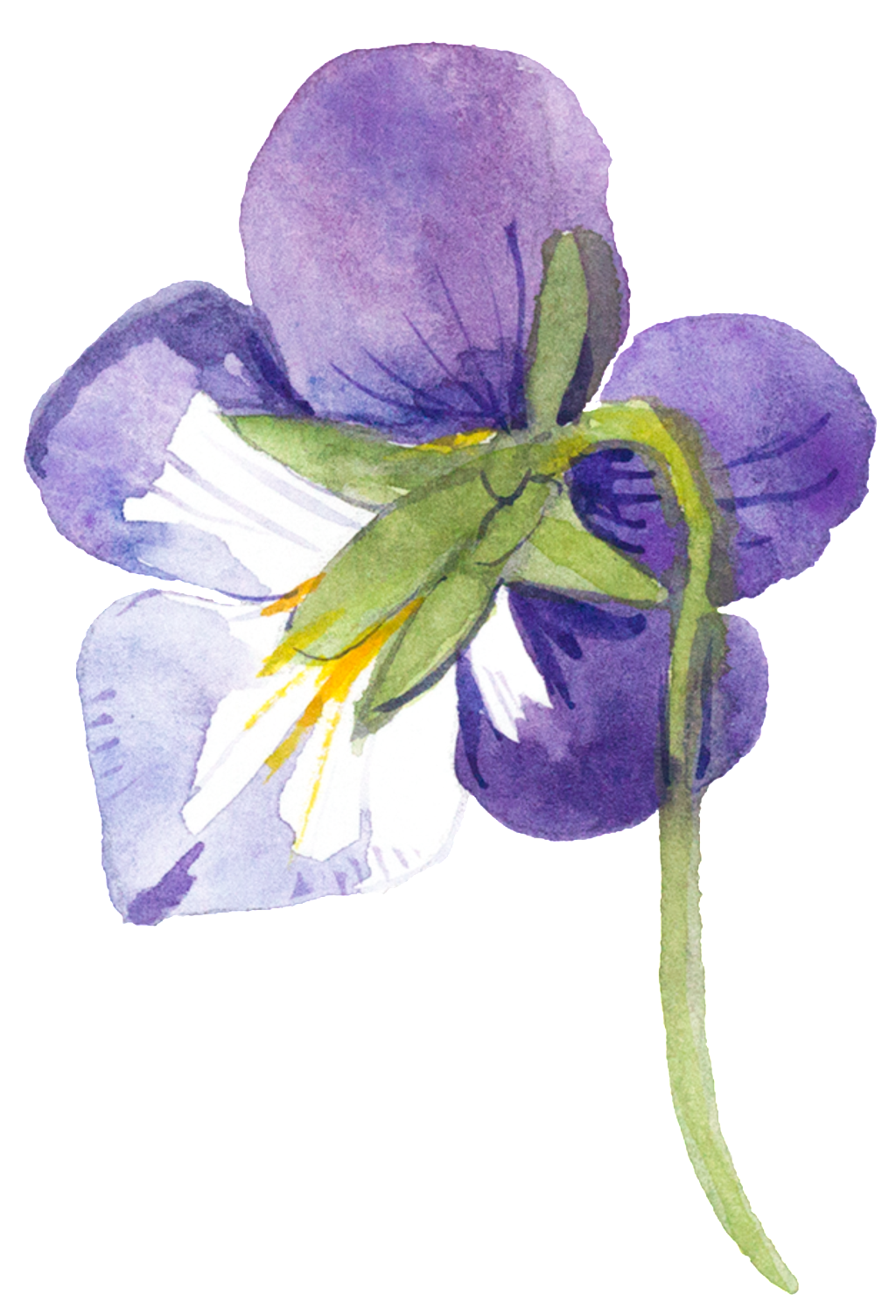 This Graphics Is Purple Hand Painted Small Flower Watercolor - Watercolor Painting (1024x1504), Png Download