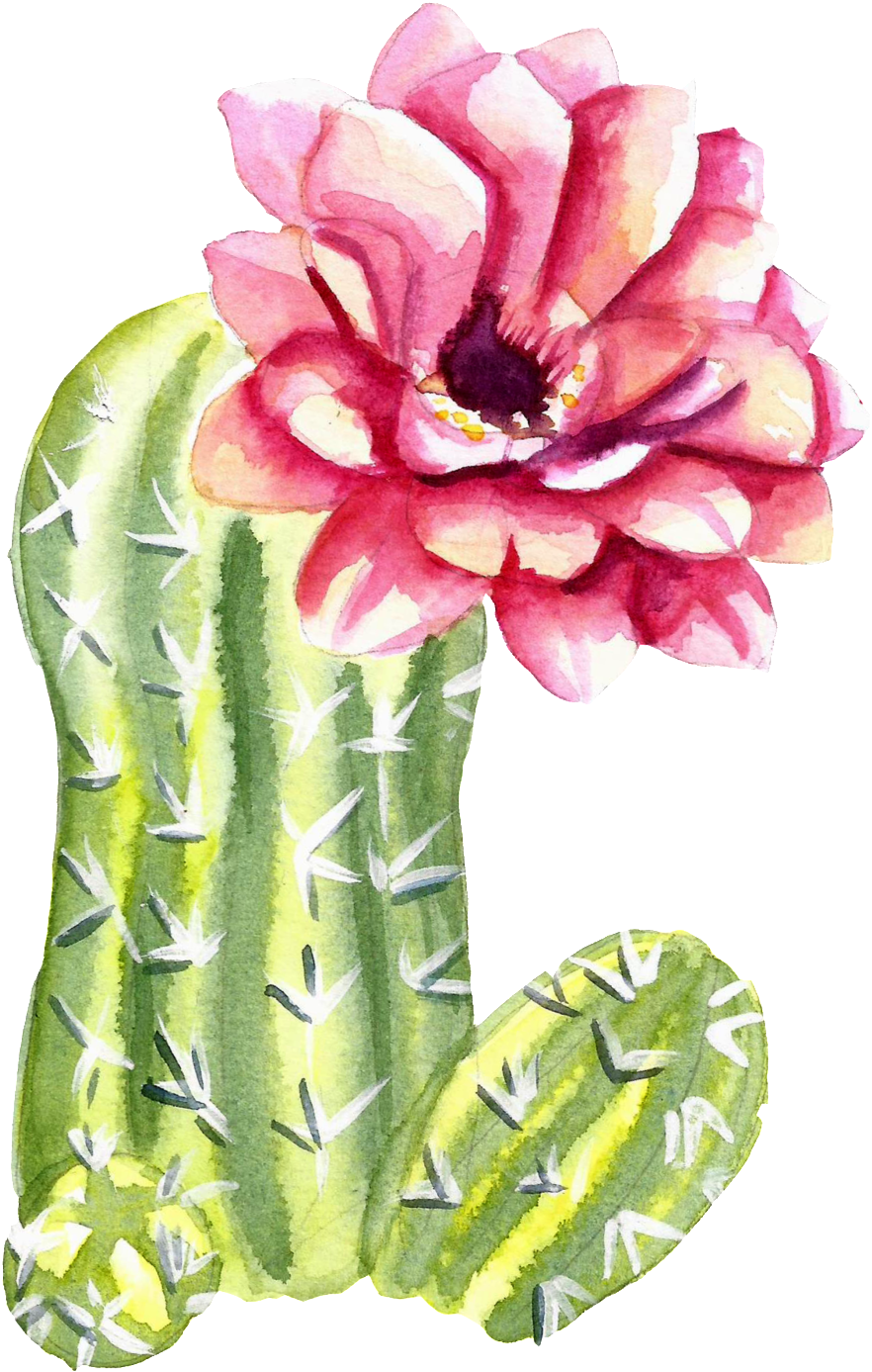 Green Watercolor Hand Painted Cactus Flower Transparent - Cactus (1024x1527), Png Download