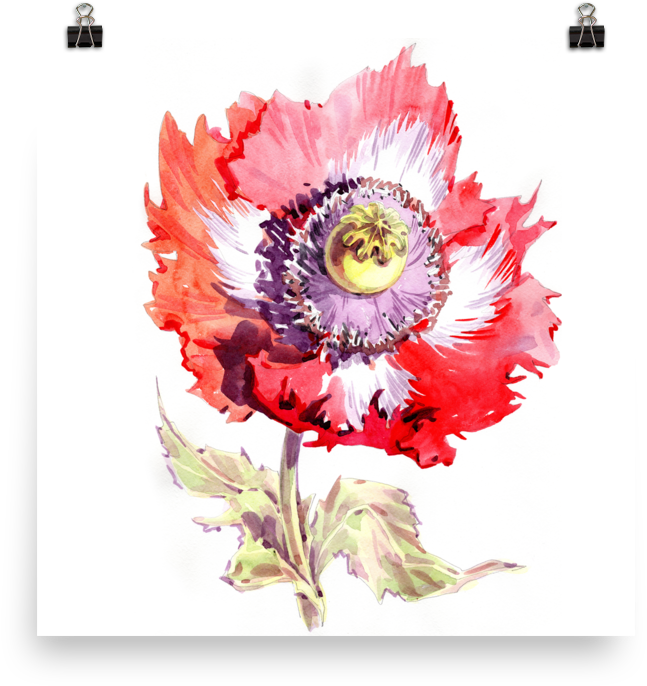 Bright And Floral Poppy Watercolour Matte Poster - Watercolor Painting (1000x1000), Png Download
