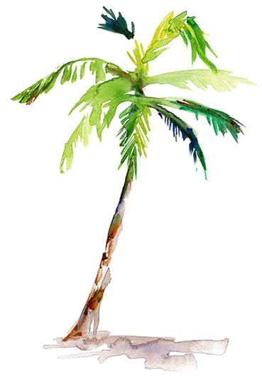 Painting Arecaceae Drawing Coconut - Watercolor Palm Tree Png (564x607), Png Download