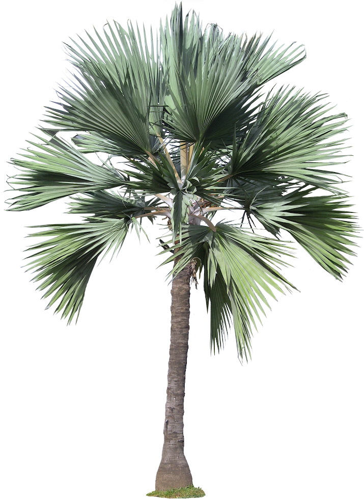 20 Free Tree Png Images - High Resolution Trees Png (726x996), Png Download