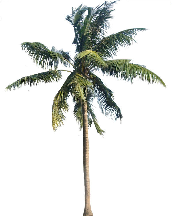 A Collection Of Tropical Plant Images With Transparent - Transparent Background Palm Tree Png (598x748), Png Download