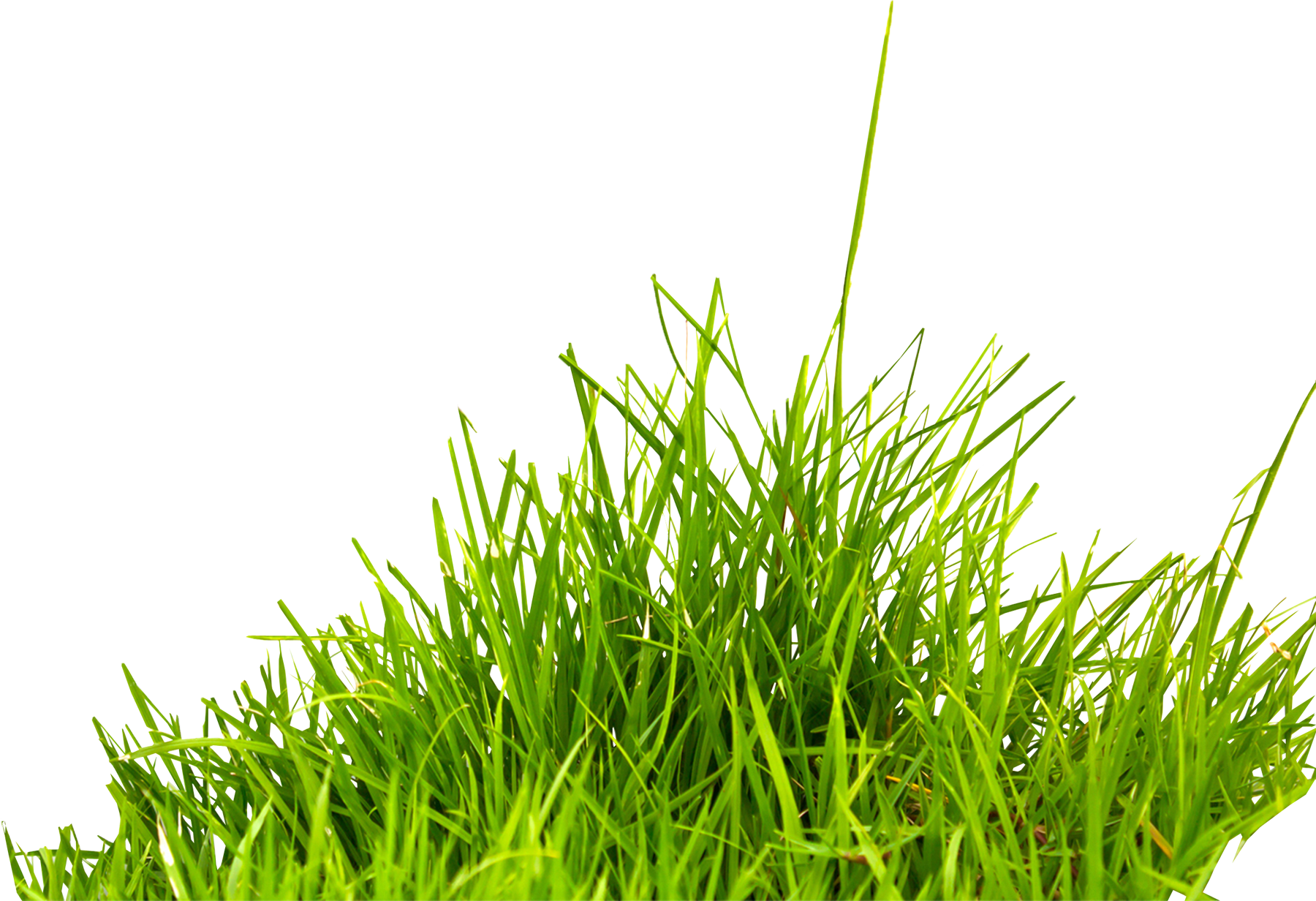 Grass Png Image, Green Grass Png Picture - Grass Png (1800x1232), Png Download