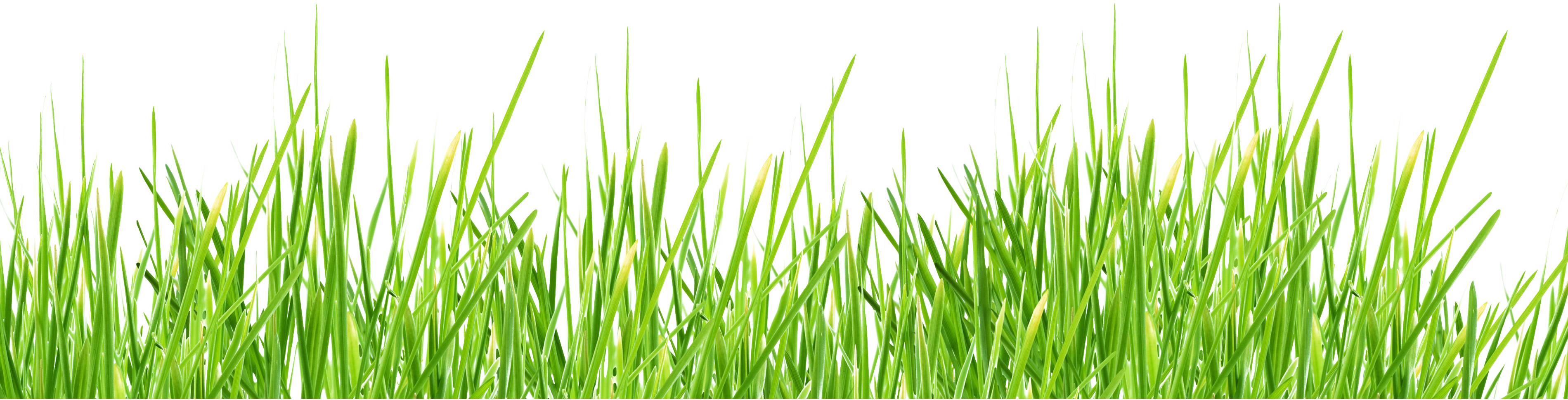 Grass Png Image, Green Picture - Grass Png (3799x968), Png Download