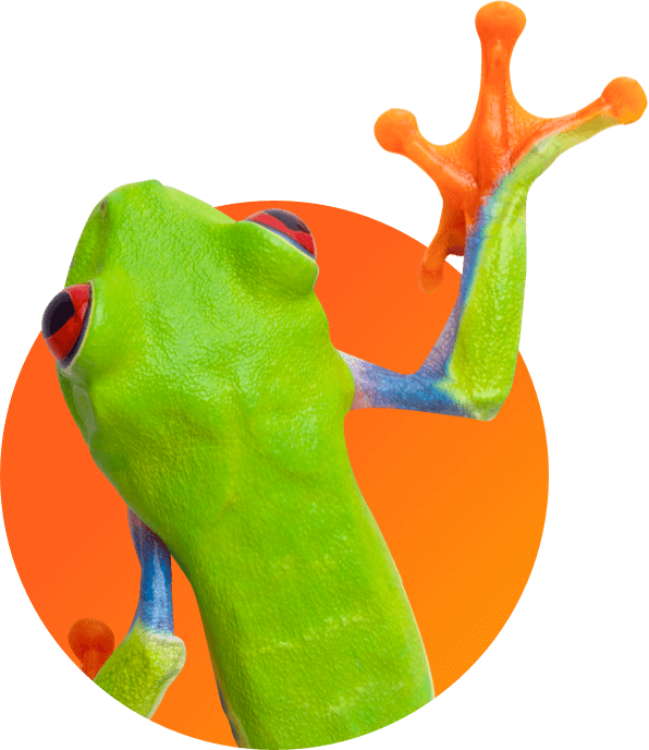 A Frog - Frog (596x688), Png Download