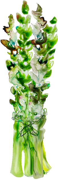 Watercolor Veggies For Holli Thompson Branding - Joseph Joseph - Worktop Saver Boards - Asparagus (513x800), Png Download