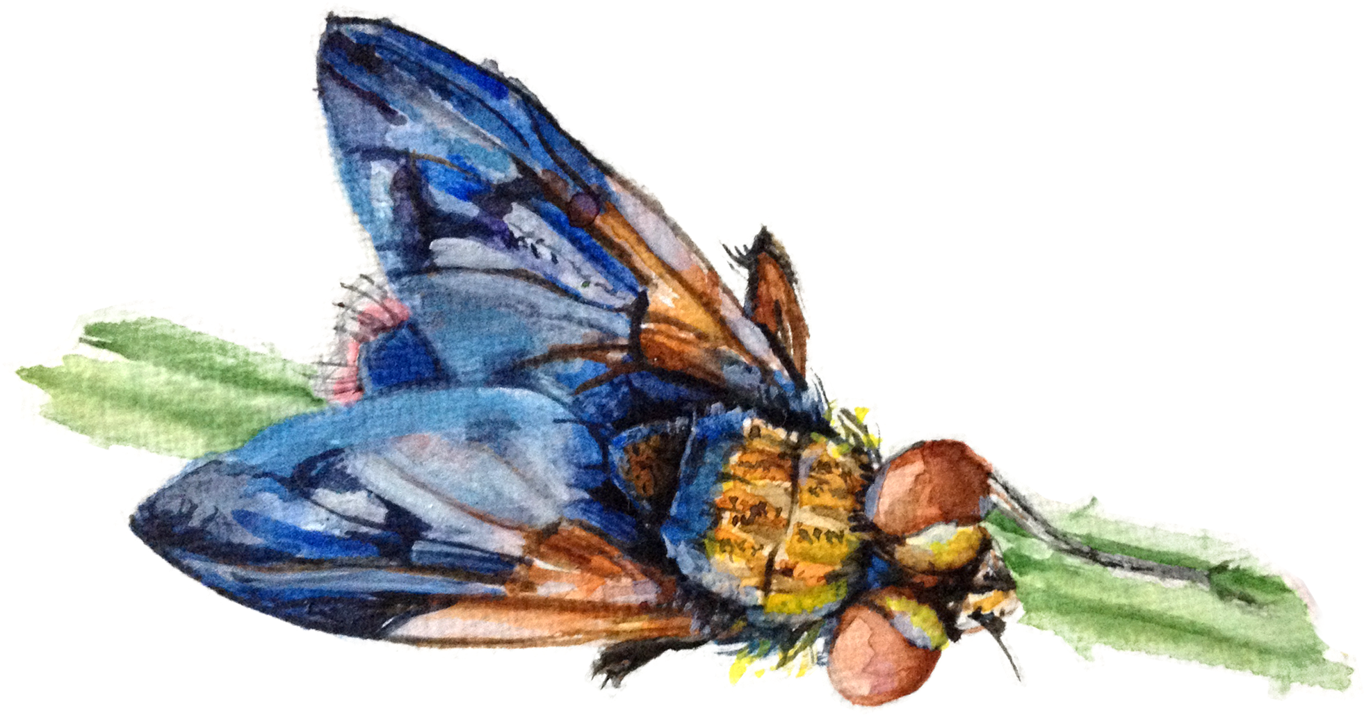 House Fly (3176x2176), Png Download