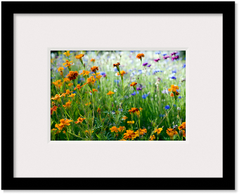 Christmas Presents - Poster: Evans' Wildflowers In A Field, 41x30in. (350x350), Png Download