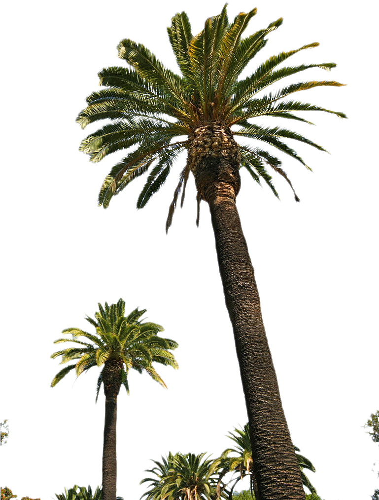 Free Png Palm Tree Png Images Transparent - Palm Trees Png (480x640), Png Download