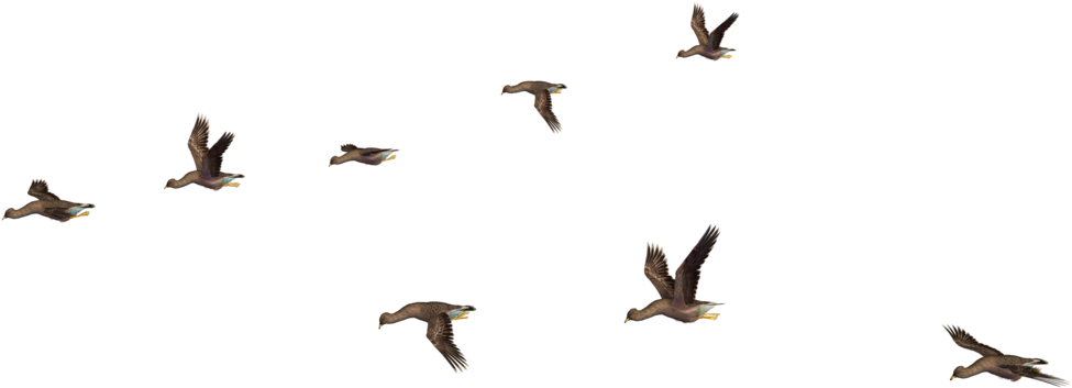 Bird Png - Birds For Photoshop Png (1024x768), Png Download