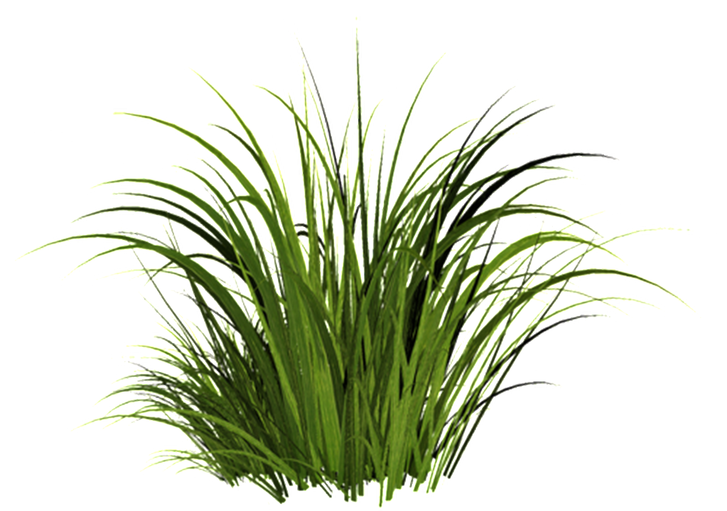 This Graphics Is Campfire Grass Transparent Decorative - Khadi Khus Soap-125g Set (1024x763), Png Download
