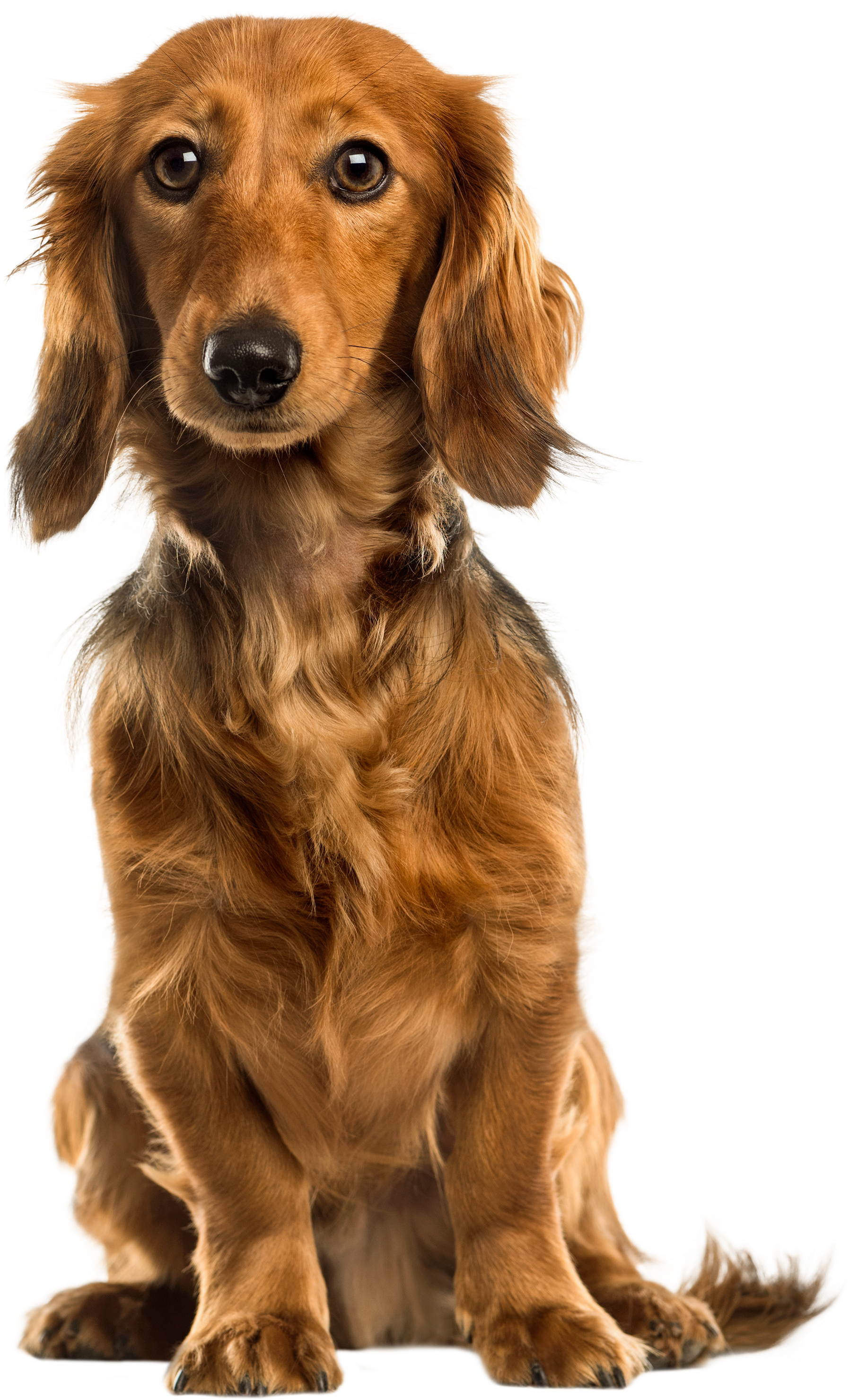Cute Dog Png Clip Art - Dog (1903x3000), Png Download