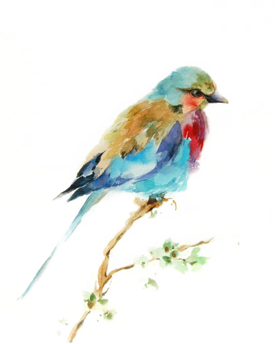 Painting Drawing Printmaking Birds - Watercolour Bird Paint Png (564x705), Png Download