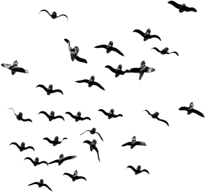Free Png Birds Png Images Transparent - Flock Of Birds Png (850x428), Png Download