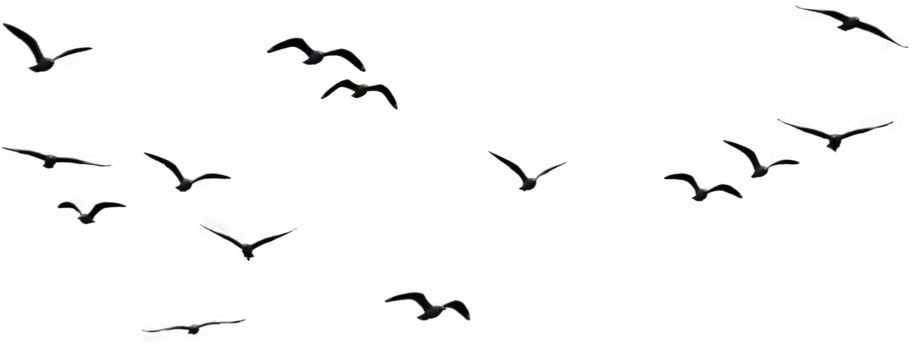 Birds Png Image1 - Birds Flying In The Sky Png (1024x683), Png Download