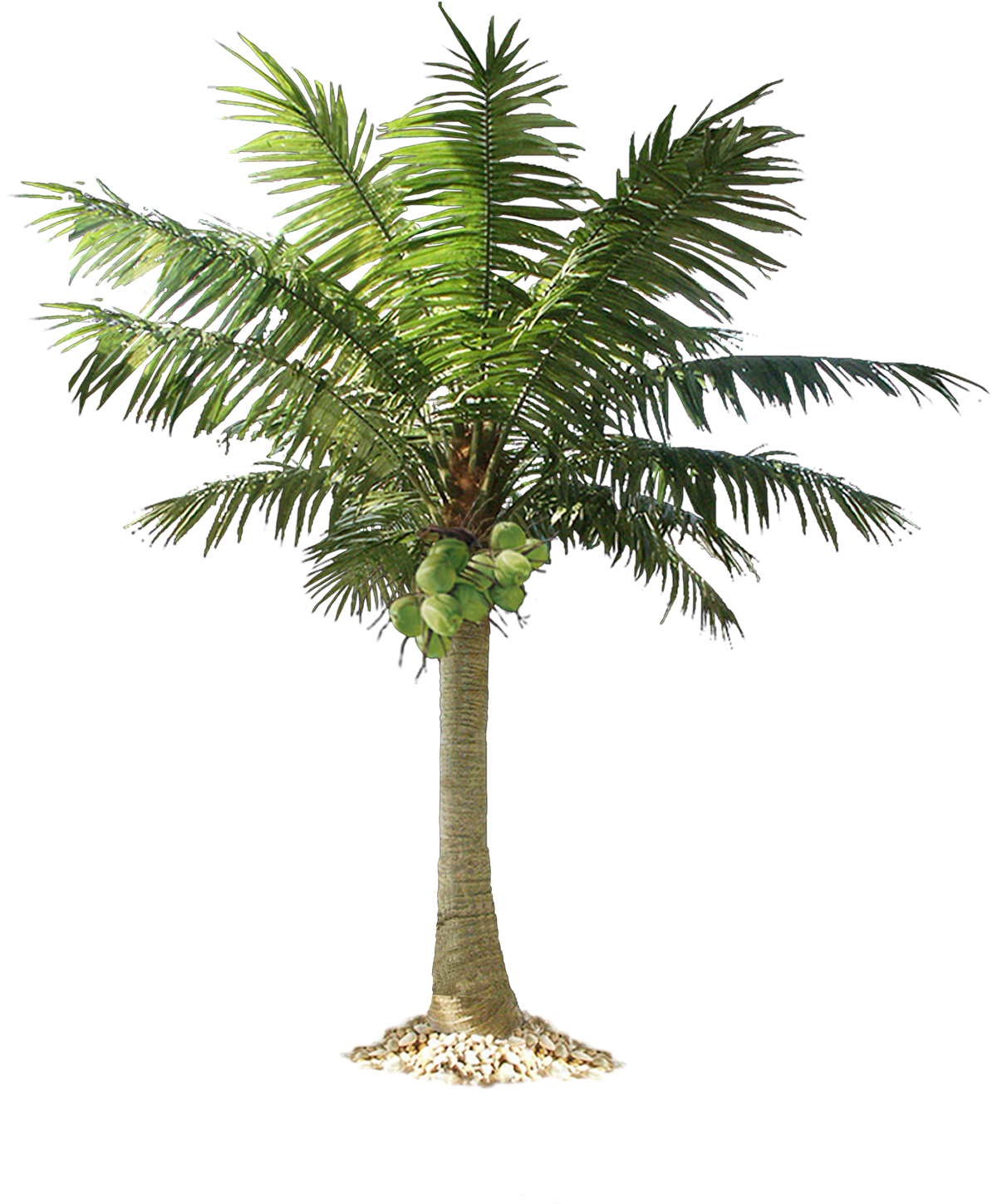 Cut Out Palm Trees (1221x1600), Png Download