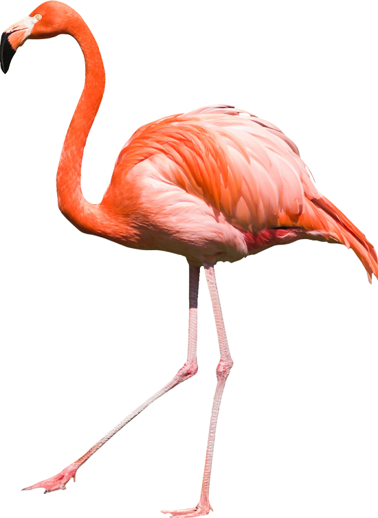 01 - Flamingo Png (550x754), Png Download