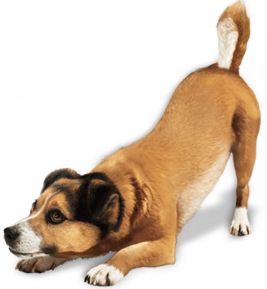 Png Dog (387x418), Png Download