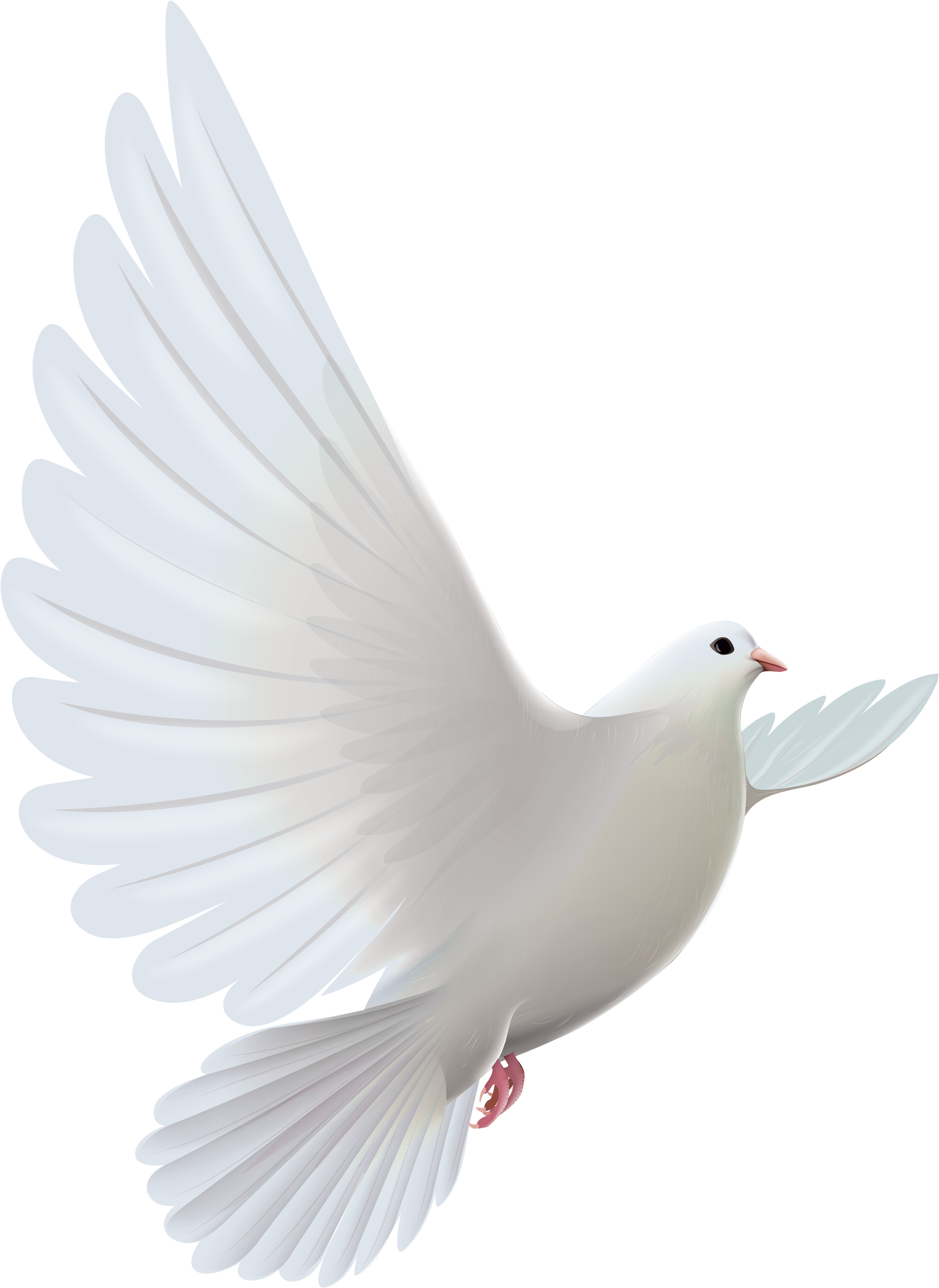 White Dove (3904x5175), Png Download
