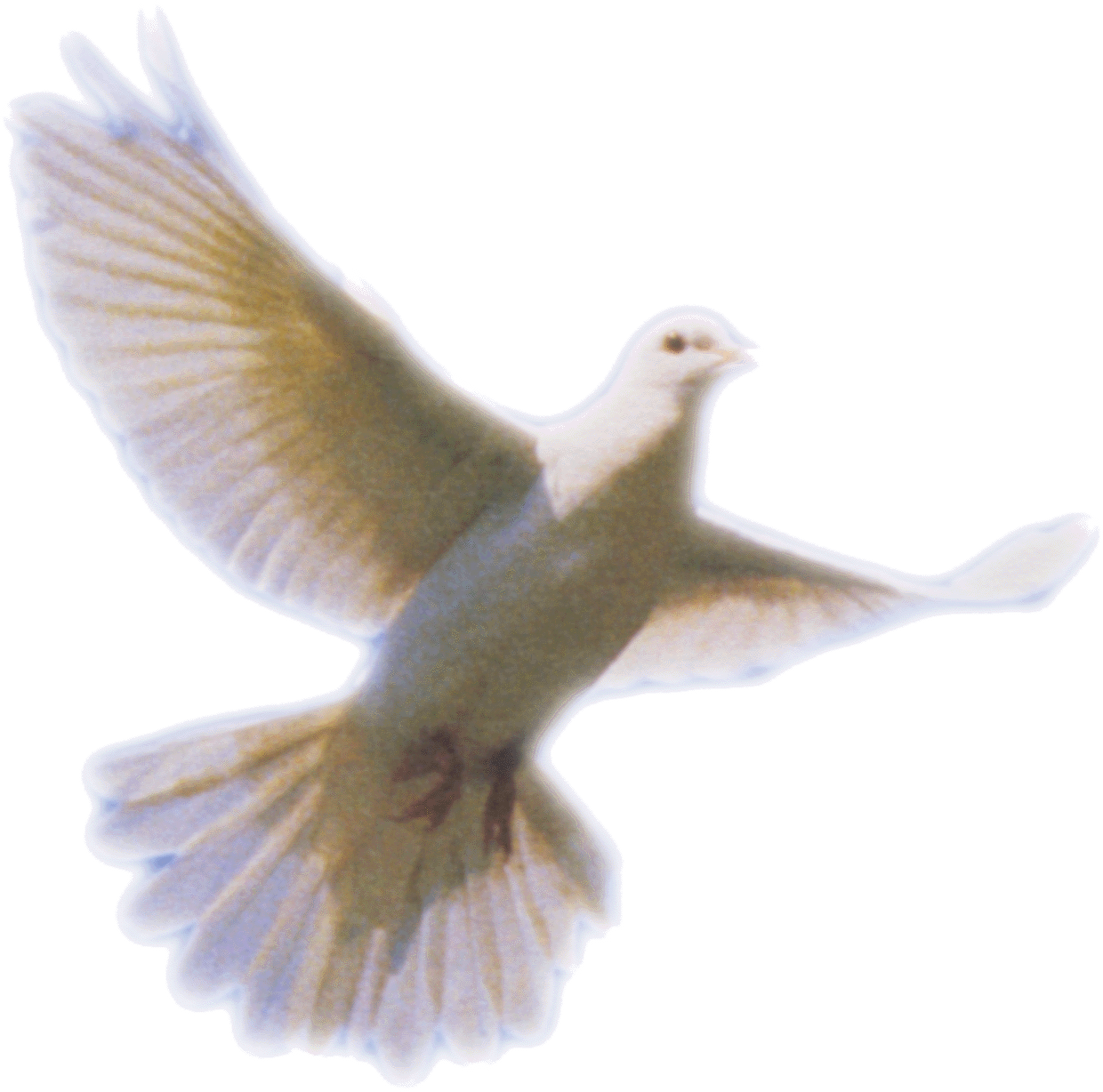 Clip Art Download Png Pictures Free Icons And Backgrounds - Holy Spirit Dove Png (1240x1228), Png Download