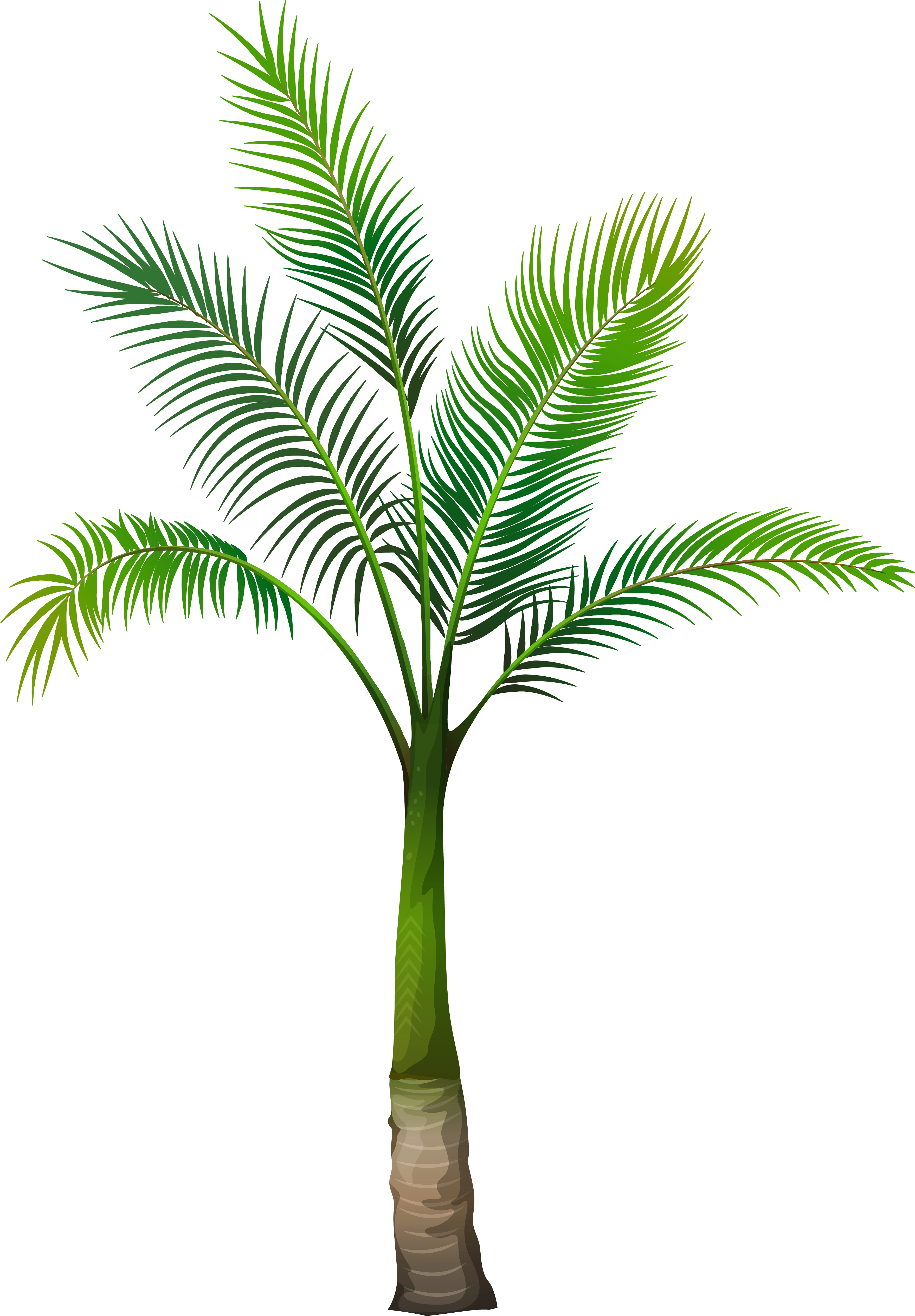 Palm Tree Transparent Background (3714x5140), Png Download