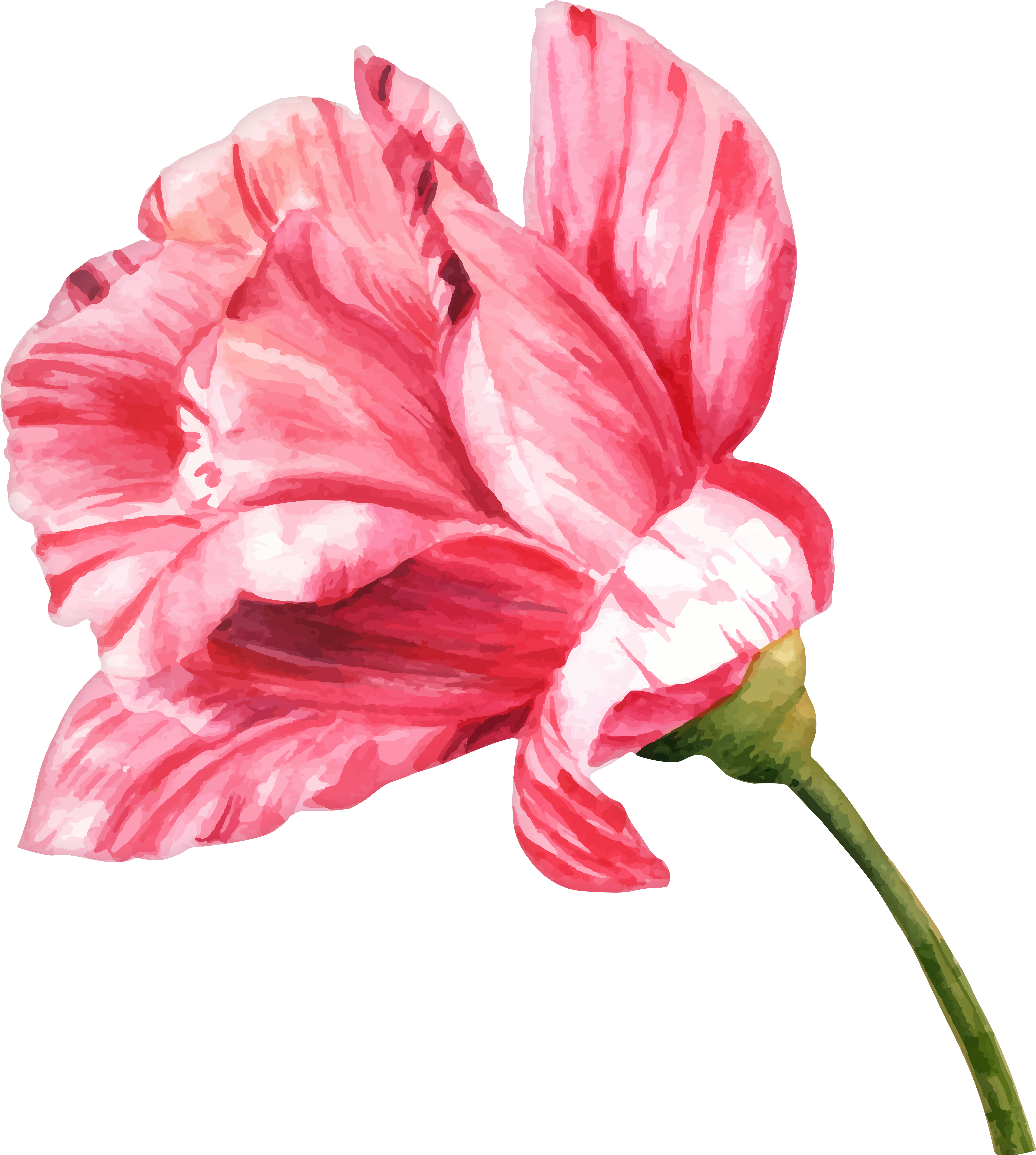 Rose Png (7194x8000), Png Download
