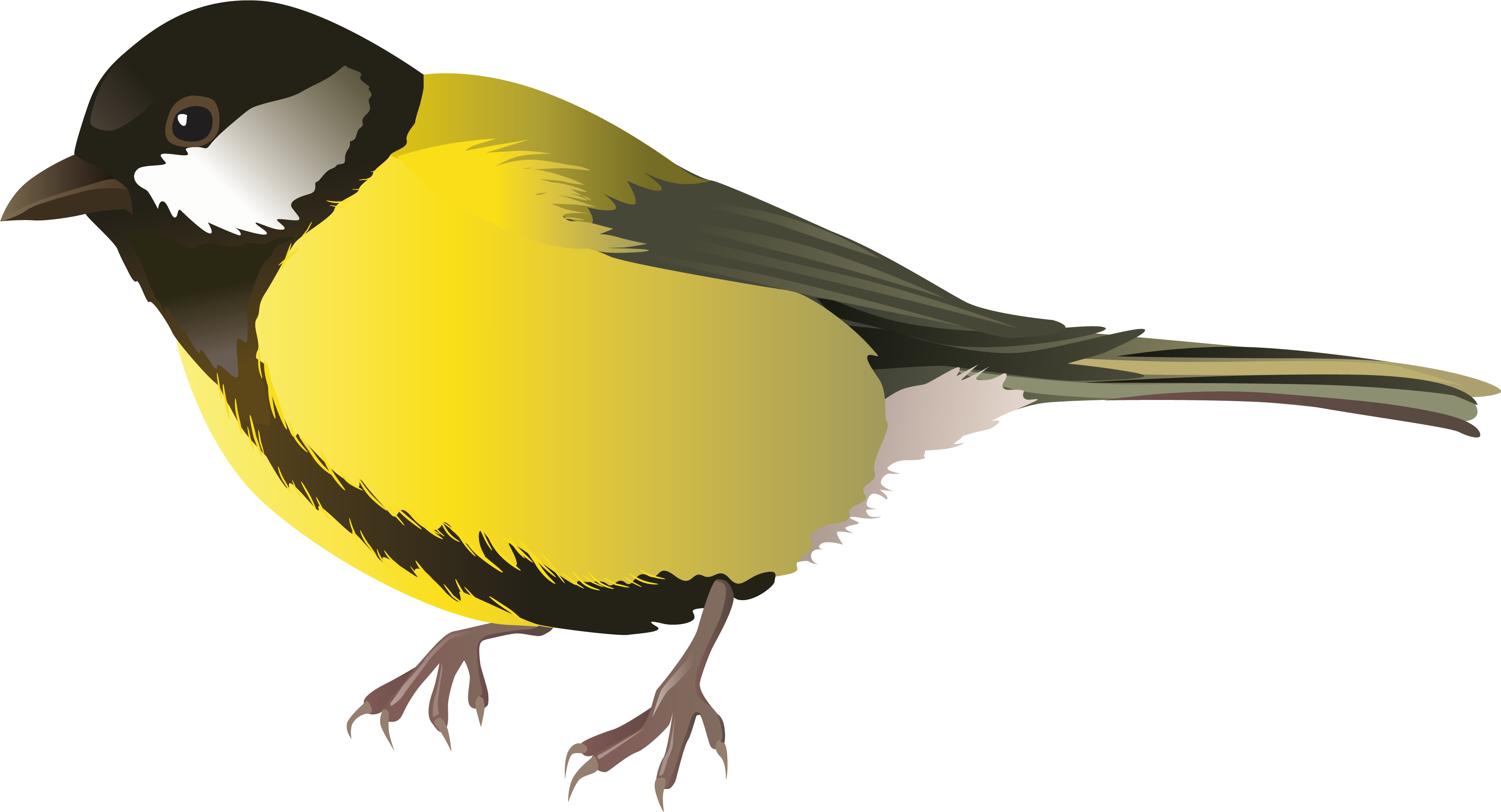 Png Black And White Yellow Png Best Web - Clipart Vögel (3000x1646), Png Download