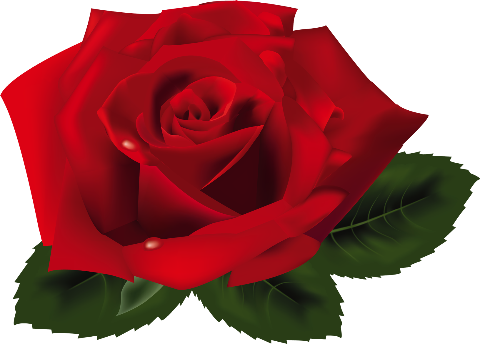 Red Rose Png (1673x1282), Png Download