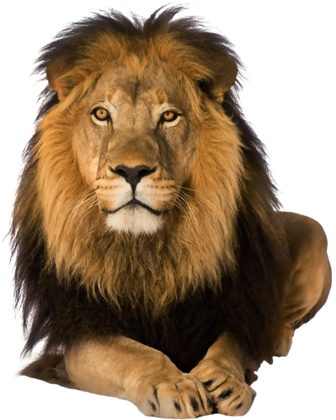 Lion Png - Netley Abbey (1024x819), Png Download