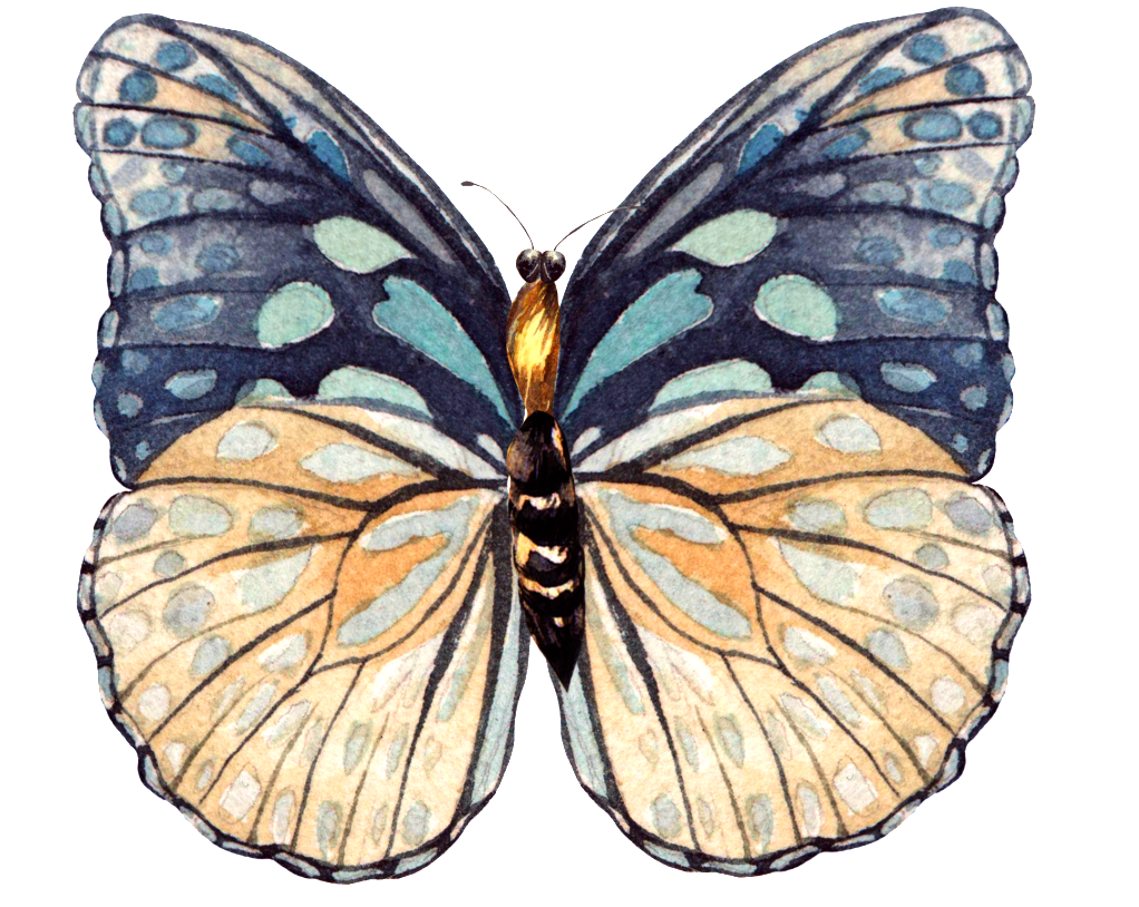 This Graphics Is Hand Painted A Beautiful Butterfly - Butterfly (1024x882), Png Download